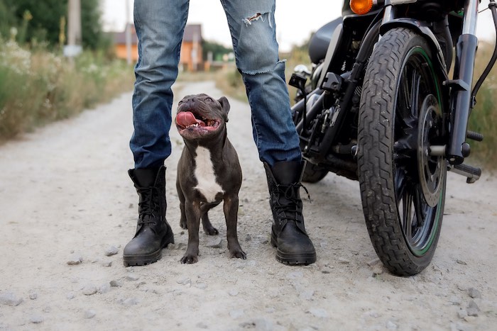 Bouledogue motard