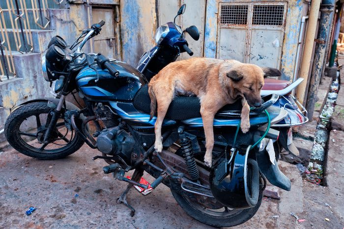 Chien qui dort sur moto