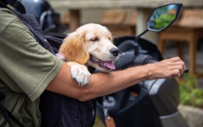 Faire de la moto avec son chien : nos conseils