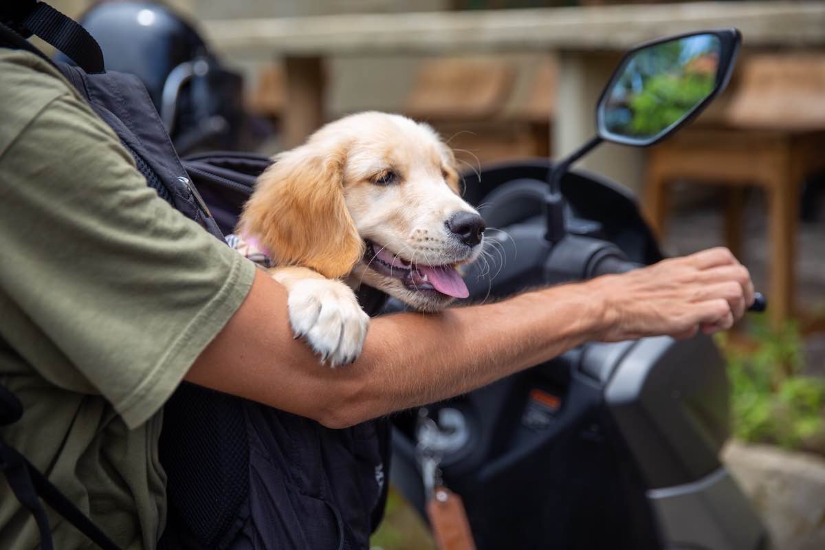 Faire de la moto avec son chien